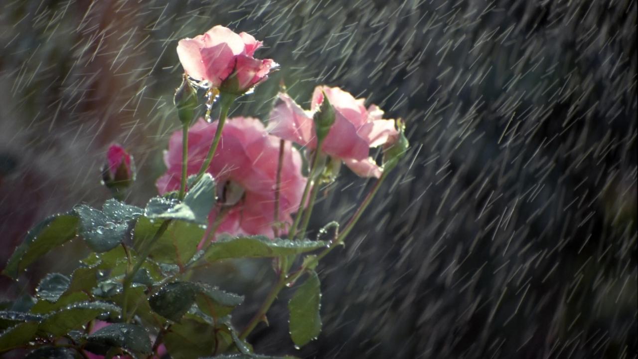 Rain shayari in english for instagram