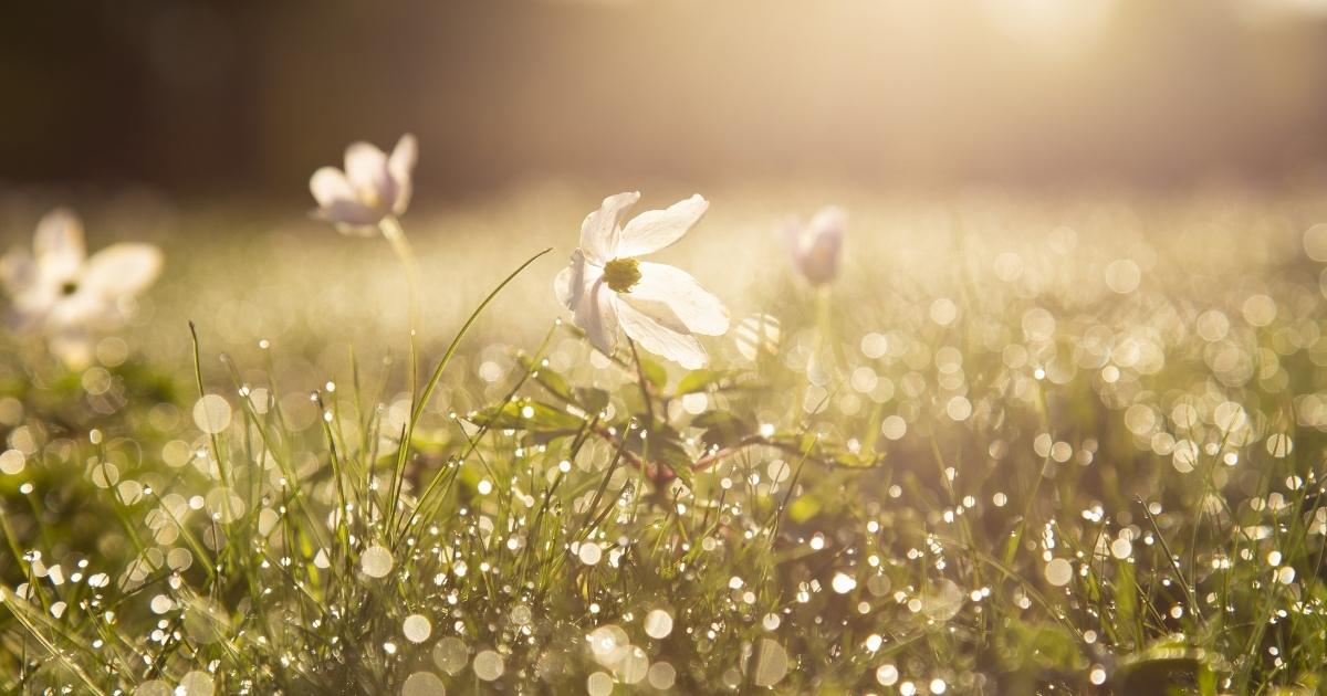 good sunday morning blessings