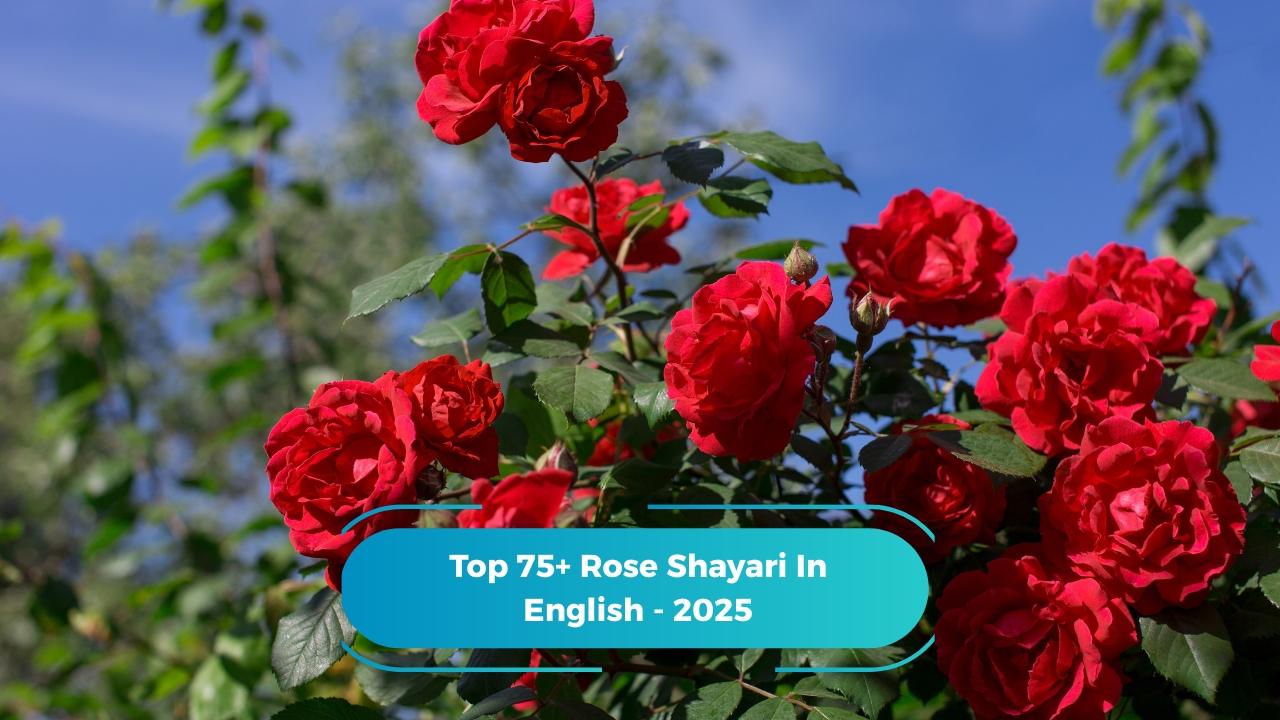 Rose Shayari In English