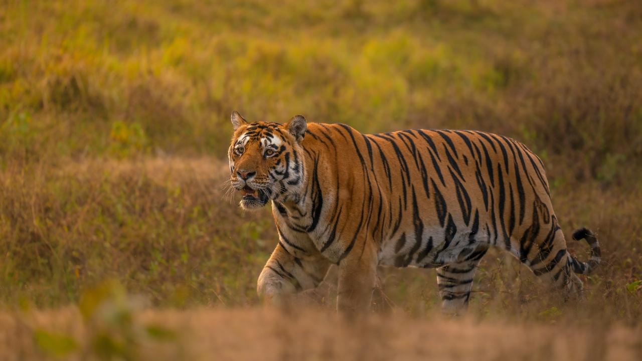 Bhaigiri Hindi 2 Line