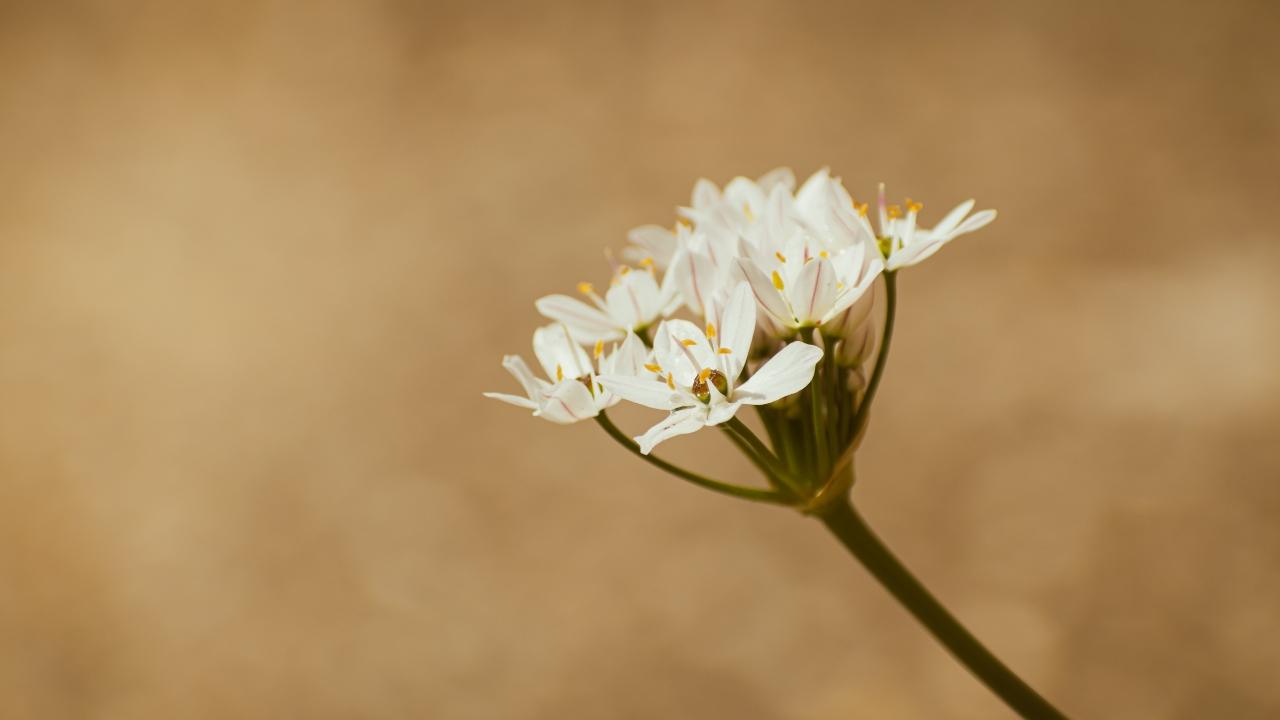 Single life poetry copy and paste